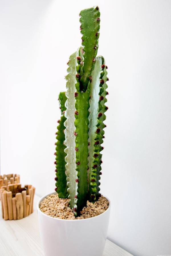 Cactus Apartment San Miguel de Abona Dış mekan fotoğraf